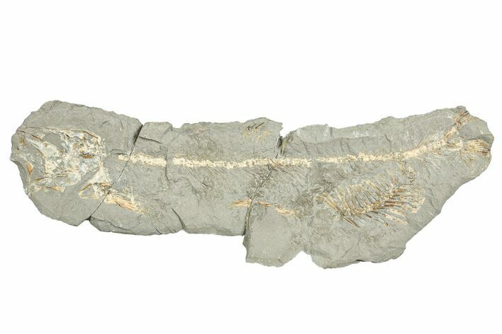 Fossil Capelin Fish (Mallotus) Nodule Half - Ontario #242449